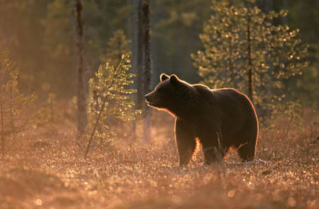 © NeilMcIntyre/NHPA/SUTTER/ Pro Natura